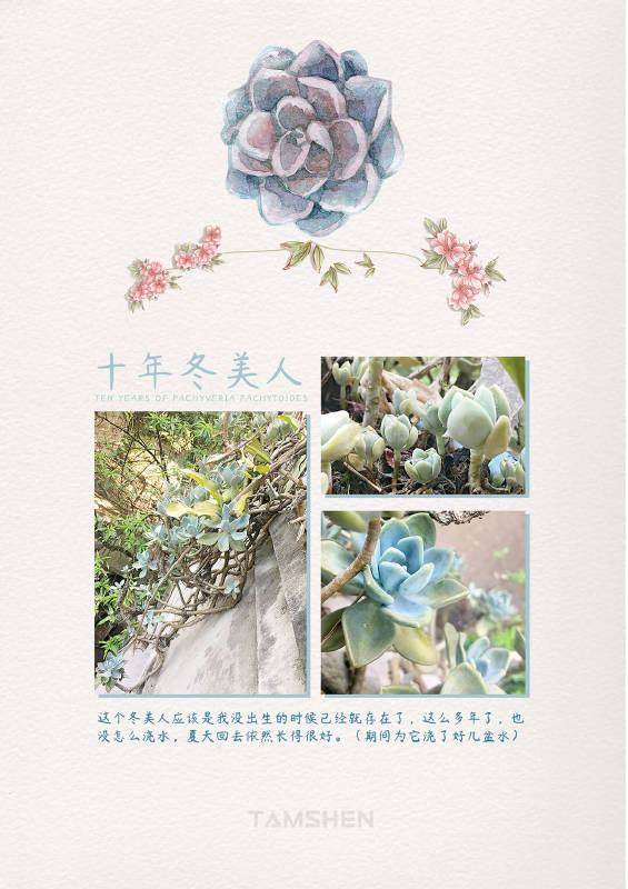 十多年的冬美人 十多年的冬美人